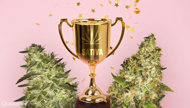 Лучшая Сатива 2019 года