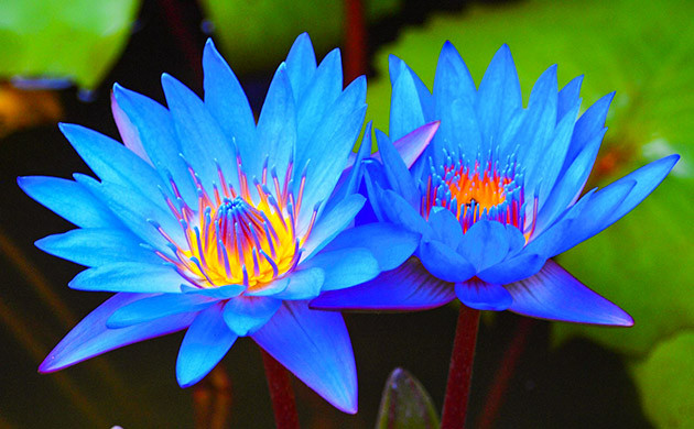 Голубой лотос