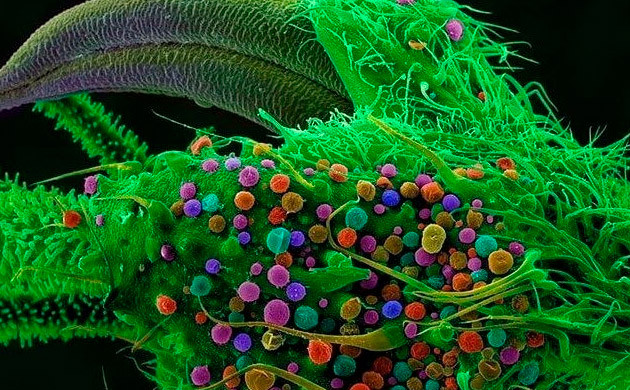 Увеличенное соцветие конопли