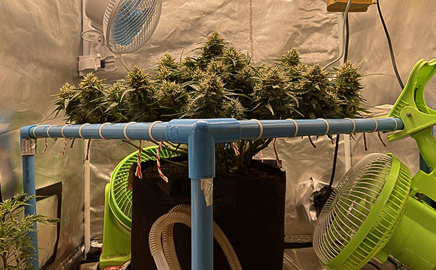 Одиннадцатая неделя выращивания Массивные соцветия на верхушке куста