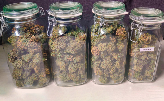 Шишки в банках