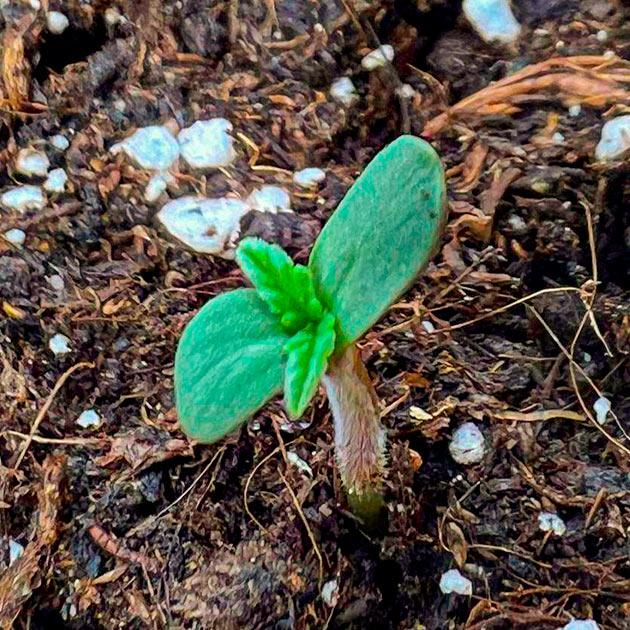 Проращивание сорта Whiskey Zulu Auto от 7CH American