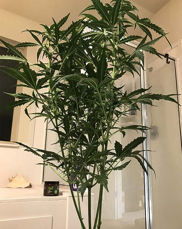 Растение Auto Chocolate Skunk на 5 неделе выращивания Выращивание сорта Auto Chocolate Skunk