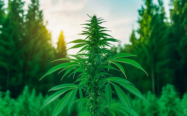 Условия для бурного цветения каннабиса