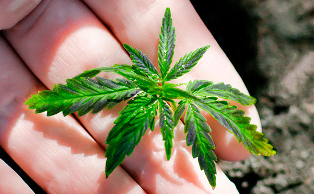 Влияние фосфора на развитие саженцев