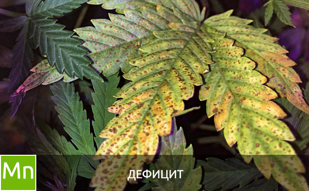 Листья при дефиците марганца
