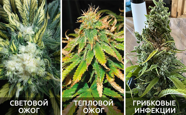 Основные болезни шишек каннабиса Болезни шишек конопли