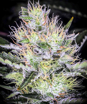 Соцветие Tutankhamon перед харвестом