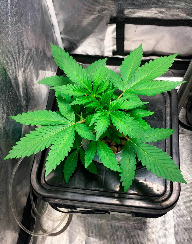 Ускоренный рост и развитие зелени у саженца Быстрый рост саженца и обильная зелень