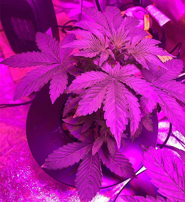 выращивание сорта конопли Purple Lemonade Auto Стимуляция роста куста Purple Lemonade Auto