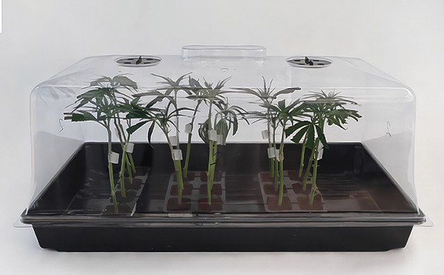 Пересадка клонов в пропагатор