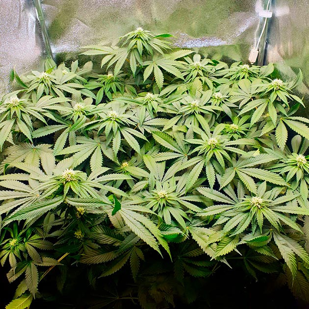 Интенсивный сканковый аромат на 7 неделе Куст конопли заполнивший все пространство в боксе