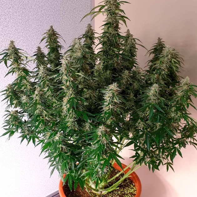 Куст перед харвестом