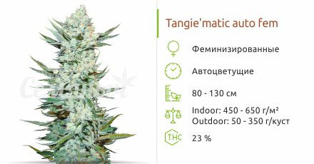 Tangie’matic auto от FastBuds