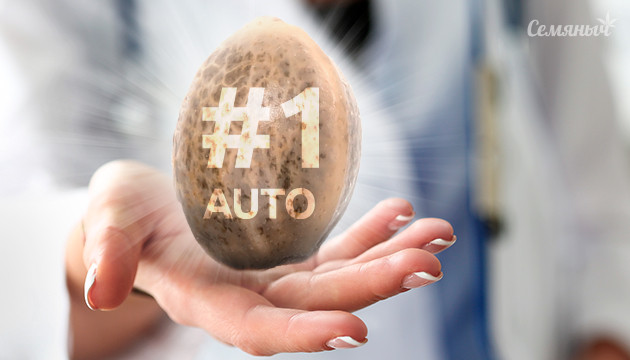 Семя сорта Doctor's Choice #1 Auto