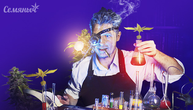 Процесс клонирование конопли