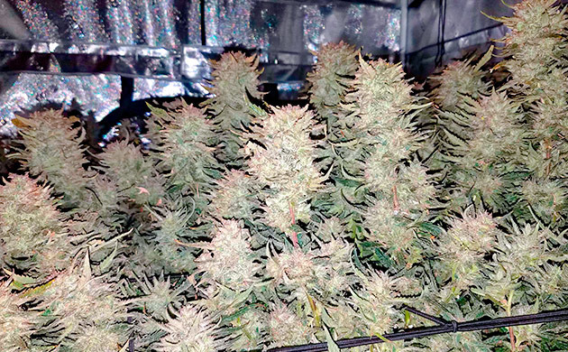 подготовка к харвесту Gelato Auto