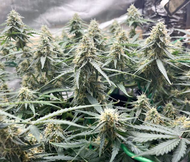 Titan F1 Auto: коррекция ожогов