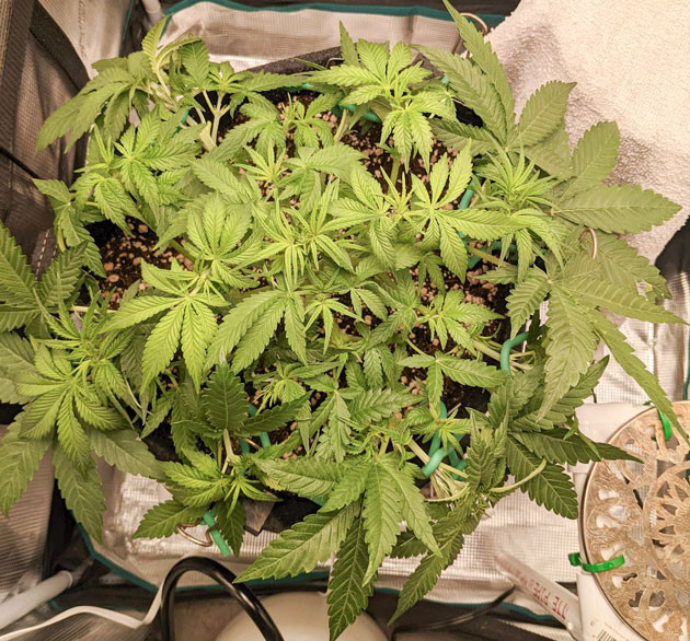 Обрезка листьев Bruce Banner Auto