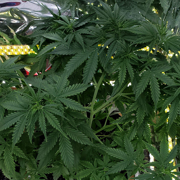 Выполнение LST на 6 неделе выращивания Mexican Airlines auto fem Сорт Mexican Airlines auto fem на 6 неделе роста