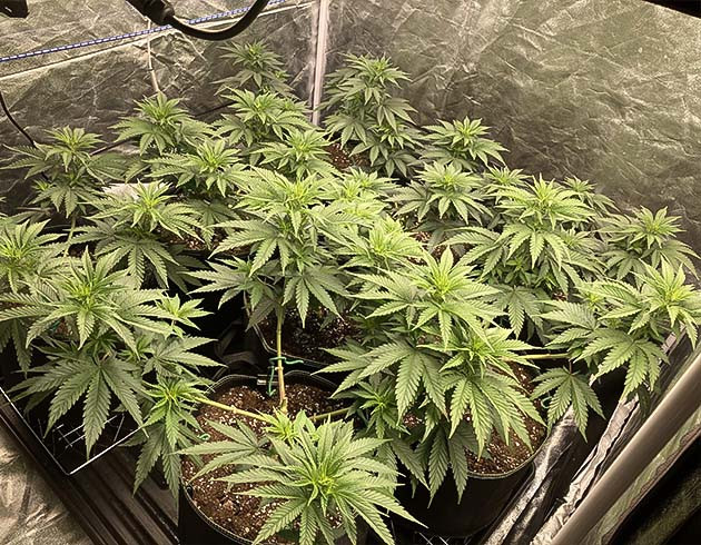 Куст Liberty Haze на 6 неделе выращивания