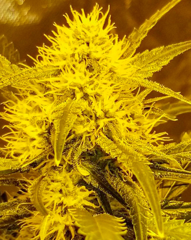 Появление белых трихом на соцветиях Соцветие конопли с белыми стигмами