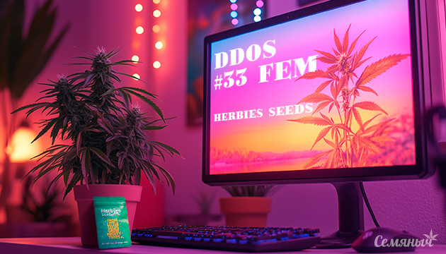 Дневник по выращиванию сорта DDoS #33