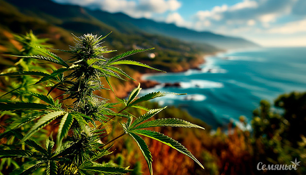 Durban Poison — легенда среди легенд Durban Poison – фундаментальная сатива с Черного континента