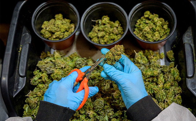 Тара для обрезки шишек конопли