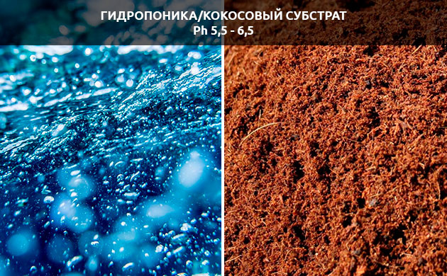 Раствор для автополива конопли