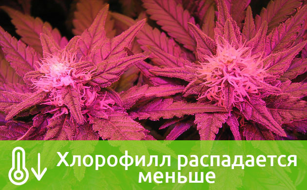 Смена цвета растений от низкой температуры Распад хлорофилла при низких температурах