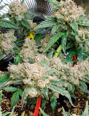 Шишки перед сбором урожая