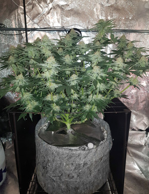 Появление запаха в гроубоксе Куст с большими шишками