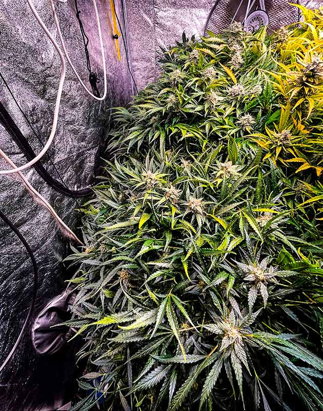 Сбор урожая с кустов Auto Cinderella Jack