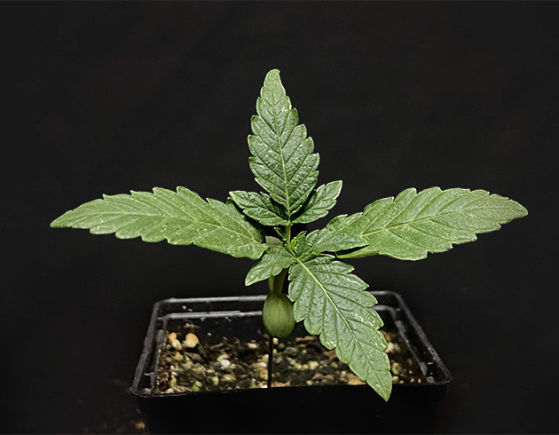 Amnesia Zkittlez Auto: Динамичный рост с первых дней