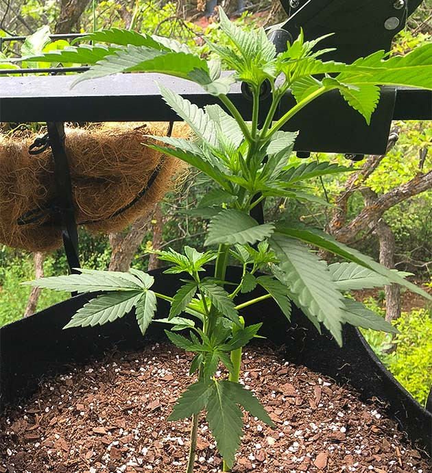 Подготовка к выращиванию Blueberry X Уход за Blueberry X на начальном этапе