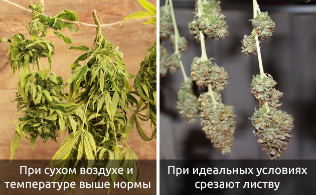 Когда нужно осуществлять тримминг каннабиса для сушки Обрезка листвы для сушки каннабиса