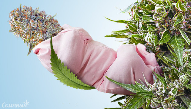 Как создаются новые сорта конопли