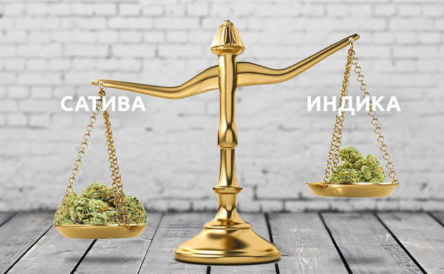 Взвешивание сативы и индики