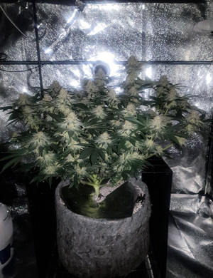 Двенадцатая неделя выращивания Цветущий куст в гроубоксе