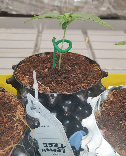 Начало роста Lemon Tree Lemon Tree: первые шаги