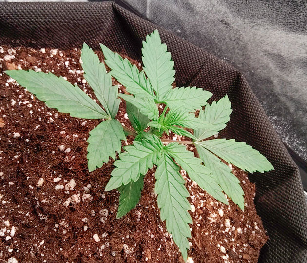 Florida Sunrise Auto на 3 неделе выращивания Активная вегетация конопли