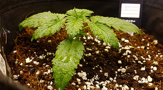 Влажные листья после полива