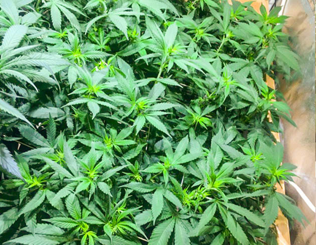 Появления точек роста шишек