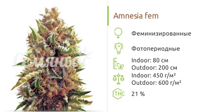 Amnesia от Vision Seeds