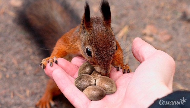 Всемирный день доброты Всемирный день доброты