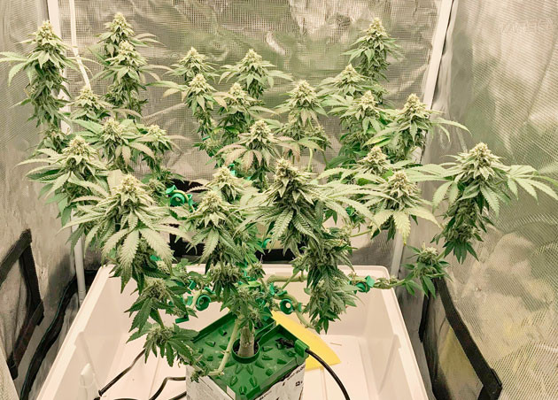 Изменения в поливе конопли Куст Crescendo RBX1 от Ethos Genetics на стадии цветения