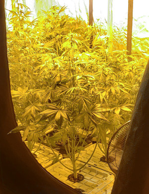 5 неделя выращивания