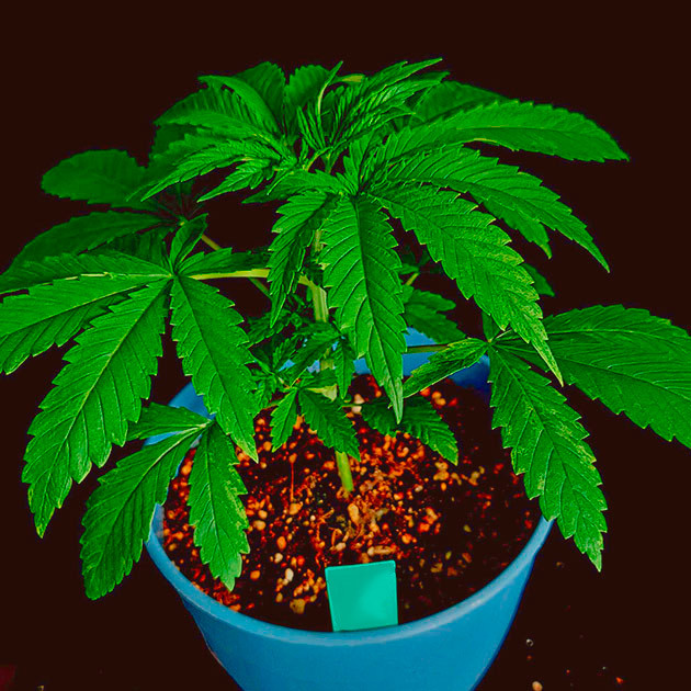 Старт роста DDoS #33