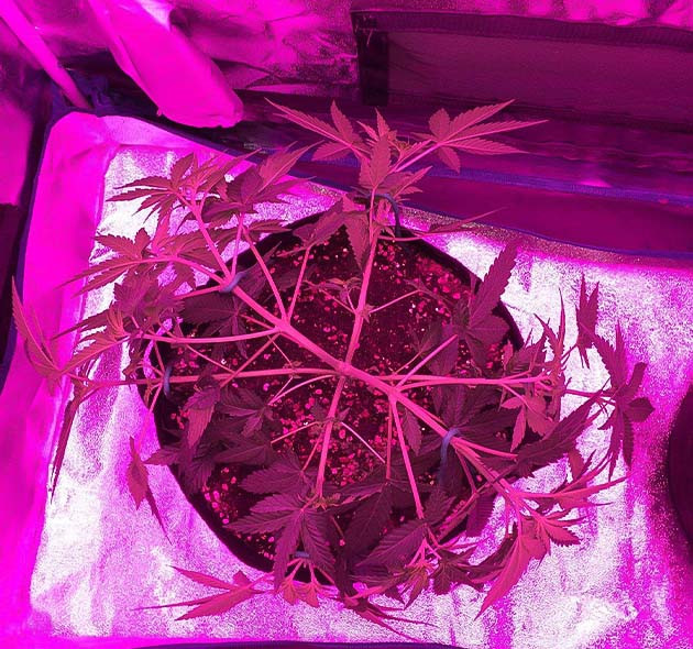 Euforia X: тренировка и подготовка к росту